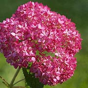 Invincibelle&trade; Spirit Hydrangea